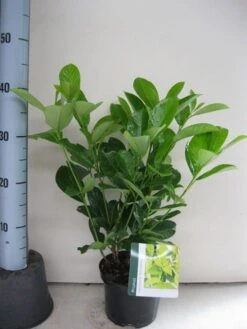 Laurier (Prunus Laurocerasus 'Rotundifolia') -Tuinplanten Winkel prunus l. rotundifolia 30 40 c2 sept