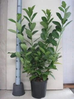 Laurier (Prunus Laurocerasus 'Rotundifolia') -Tuinplanten Winkel prunus l. rotundifolia 80 80 co