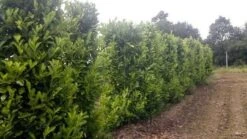 Laurier (Prunus Laurocerasus 'Rotundifolia') -Tuinplanten Winkel prunus l . rotundifolia 1