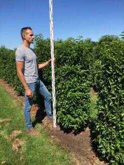 Grote Portugese Laurier (Prunus Lusitanica 'Angustifolia') 12 Grote Portugese Laurier (Prunus Lusitanica 'Angustifolia') -Tuinplanten Winkel prunus l ang 150175