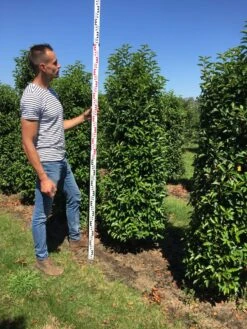 Grote Portugese Laurier (Prunus Lusitanica 'Angustifolia') 13 Grote Portugese Laurier (Prunus Lusitanica 'Angustifolia') -Tuinplanten Winkel prunus l ang 175200