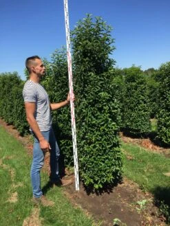 Grote Portugese Laurier (Prunus Lusitanica 'Angustifolia') 15 Grote Portugese Laurier (Prunus Lusitanica 'Angustifolia') -Tuinplanten Winkel prunus l ang 200250