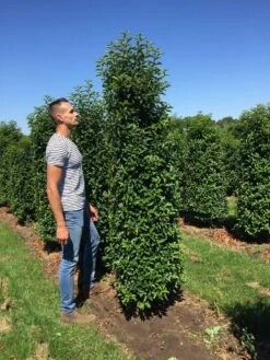 Grote Portugese Laurier (Prunus Lusitanica 'Angustifolia') 14 Grote Portugese Laurier (Prunus Lusitanica 'Angustifolia') -Tuinplanten Winkel prunus l ang 200250 2