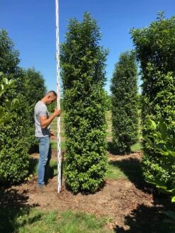Grote Portugese Laurier (Prunus Lusitanica 'Angustifolia') 16 Grote Portugese Laurier (Prunus Lusitanica 'Angustifolia') -Tuinplanten Winkel prunus l ang 300350