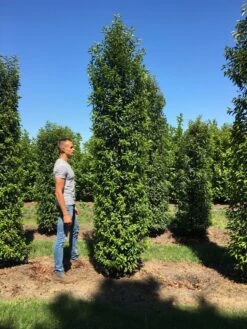 Grote Portugese Laurier (Prunus Lusitanica 'Angustifolia') 17 Grote Portugese Laurier (Prunus Lusitanica 'Angustifolia') -Tuinplanten Winkel prunus l ang 350400