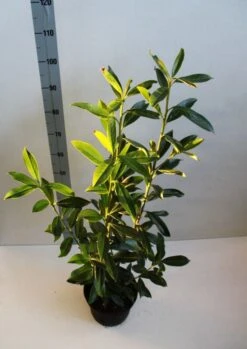 Laurier (Prunus Laurocerasus 'Caucasica') -Tuinplanten Winkel prunus l caucasica 60 80 cm co. 5l b kopie