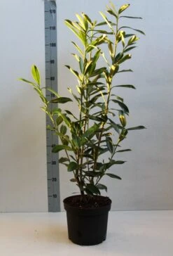 Laurier (Prunus Laurocerasus 'Caucasica') -Tuinplanten Winkel prunus l caucasica 60 80 cm co. 5l kopie