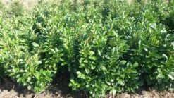 Laurier (Prunus Laurocerasus 'Etna') -Tuinplanten Winkel prunus l etna 1