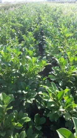 Laurier (Prunus Laurocerasus 'Etna') -Tuinplanten Winkel prunus l etna 2