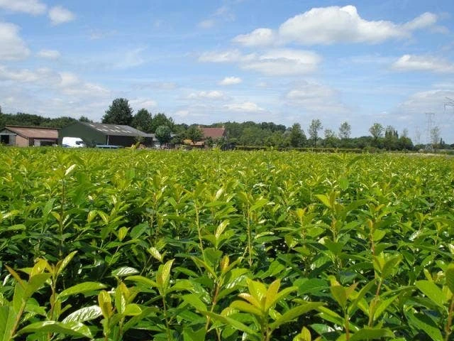 Laurier (Prunus Laurocerasus 'Novita') 4 Laurier (Prunus Laurocerasus 'Novita') - Afbeelding 2