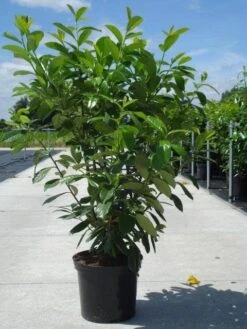 Laurier (Prunus Laurocerasus 'Novita') 13 Laurier (Prunus Laurocerasus 'Novita') -Tuinplanten Winkel prunus laur. novita 1