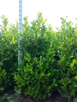 Laurier (Prunus Laurocerasus 'Rotundifolia') -Tuinplanten Winkel prunus laur.rotundifolia