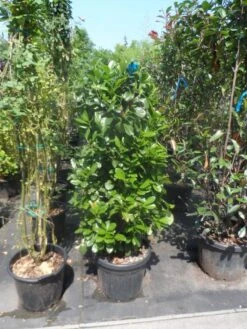 Laurier (Prunus Laurocerasus 'Etna') -Tuinplanten Winkel prunus laurocerasus etna 100 125