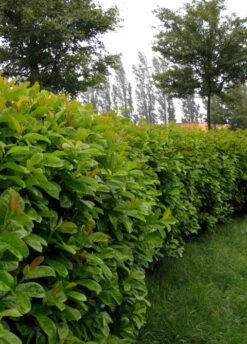 Laurier (Prunus Laurocerasus 'Etna') -Tuinplanten Winkel prunus laurocerasus etna anbri pbr 2