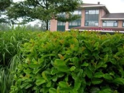 Laurier (Prunus Laurocerasus 'Etna') -Tuinplanten Winkel prunus laurocerasus etna anbri pbr 3