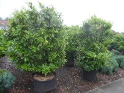 Laurier (Prunus Laurocerasus 'Etna') -Tuinplanten Winkel prunus laurocerasus in soorten overjarig 175 200 250 c130