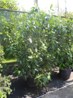 Laurier (Prunus Laurocerasus 'Novita') 16 Laurier (Prunus Laurocerasus 'Novita') -Tuinplanten Winkel prunus laurocerasus novita 175 200 250 c35 50