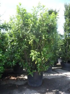 Laurier (Prunus Laurocerasus 'Novita') 17 Laurier (Prunus Laurocerasus 'Novita') -Tuinplanten Winkel prunus laurocerasus novita 250 300 c350