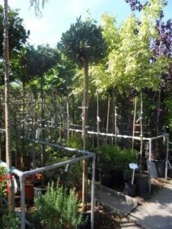 Laurierkers Op Stam (Prunus Laurocerasus 'Otto Luyken') -Tuinplanten Winkel prunus laurocerasus otto luyken 8 10 12ho cont