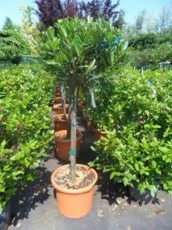 Laurierkers Op Stam (Prunus Laurocerasus 'Otto Luyken') -Tuinplanten Winkel prunus laurocerasus otto luyken 80stam c25