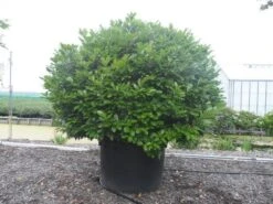 Laurier (Prunus Laurocerasus 'Rotundifolia') -Tuinplanten Winkel prunus laurocerasus rotundifolia 200 250 c1000 bolvormig