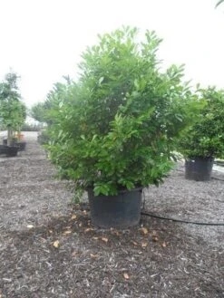 Laurier (Prunus Laurocerasus 'Rotundifolia') -Tuinplanten Winkel prunus laurocerasus rotundifolia 225 250 300 c350