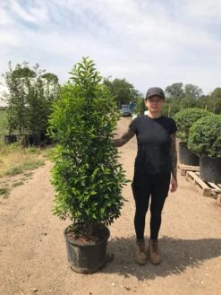 Grote Portugese Laurier (Prunus Lusitanica 'Angustifolia') 18 Grote Portugese Laurier (Prunus Lusitanica 'Angustifolia') -Tuinplanten Winkel prunus lus. angustifolia h140160