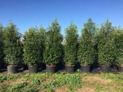 Grote Portugese Laurier (Prunus Lusitanica 'Angustifolia') 19 Grote Portugese Laurier (Prunus Lusitanica 'Angustifolia') -Tuinplanten Winkel prunus lus. angustifolia h160180cm