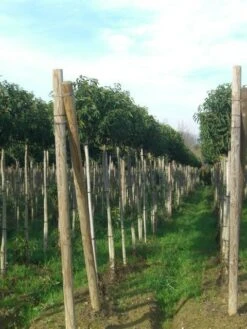 Portugese Laurier Als Boom (Prunus Lusitanica 'Angustifolia') 26 Portugese Laurier Als Boom (Prunus Lusitanica 'Angustifolia') -Tuinplanten Winkel prunus lusitanica