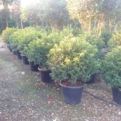 Portugese Laurier Als Bol (Prunus Lusitanica 'Angustifolia') 7 Portugese Laurier Als Bol (Prunus Lusitanica 'Angustifolia') -Tuinplanten Winkel prunus lusitanica 1