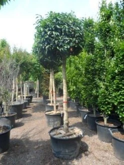 Portugese Laurier Als Boom (Prunus Lusitanica) -Tuinplanten Winkel prunus lusitanica 20 25ho c160