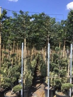 Portugese Laurier Als Leiboom (Prunus Lusitanica) -Tuinplanten Winkel prunus lusitanica 5