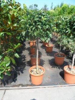 Portugese Laurier Als Boom (Prunus Lusitanica) -Tuinplanten Winkel prunus lusitanica 80stam c25