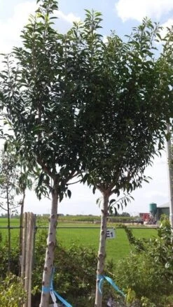 Portugese Laurier Als Boom (Prunus Lusitanica) -Tuinplanten Winkel prunus lusitanica als boom01 1