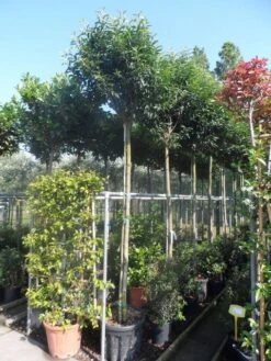 Portugese Laurier Als Boom (Prunus Lusitanica 'Angustifolia') 24 Portugese Laurier Als Boom (Prunus Lusitanica 'Angustifolia') -Tuinplanten Winkel prunus lusitanica angustifolia