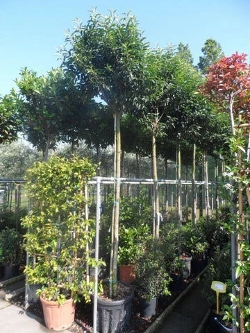 Portugese Laurier Als Boom (Prunus Lusitanica 'Angustifolia') 9 Portugese Laurier Als Boom (Prunus Lusitanica 'Angustifolia') - Afbeelding 7