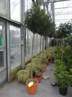 Portugese Laurier Als Boom (Prunus Lusitanica 'Angustifolia') 22 Portugese Laurier Als Boom (Prunus Lusitanica 'Angustifolia') -Tuinplanten Winkel prunus lusitanica angustifolia 150stam c25