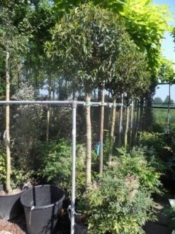 Portugese Laurier Als Boom (Prunus Lusitanica 'Angustifolia') 23 Portugese Laurier Als Boom (Prunus Lusitanica 'Angustifolia') -Tuinplanten Winkel prunus lusitanica angustifolia 150stam c35