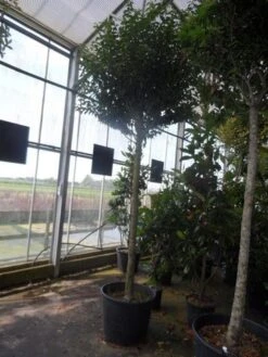 Portugese Laurier Als Boom (Prunus Lusitanica 'Angustifolia') 20 Portugese Laurier Als Boom (Prunus Lusitanica 'Angustifolia') -Tuinplanten Winkel prunus lusitanica angustifolia 16 18ho c90