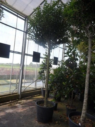 Portugese Laurier Als Boom (Prunus Lusitanica 'Angustifolia') 8 Portugese Laurier Als Boom (Prunus Lusitanica 'Angustifolia') - Afbeelding 6