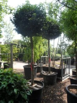 Portugese Laurier Als Boom (Prunus Lusitanica 'Angustifolia') 19 Portugese Laurier Als Boom (Prunus Lusitanica 'Angustifolia') -Tuinplanten Winkel prunus lusitanica angustifolia 18 20 ho c130