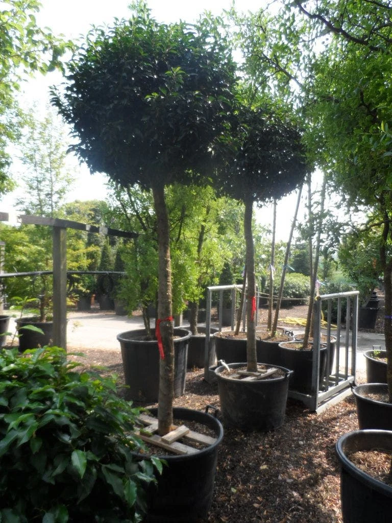 Portugese Laurier Als Boom (Prunus Lusitanica 'Angustifolia') 7 Portugese Laurier Als Boom (Prunus Lusitanica 'Angustifolia') - Afbeelding 5