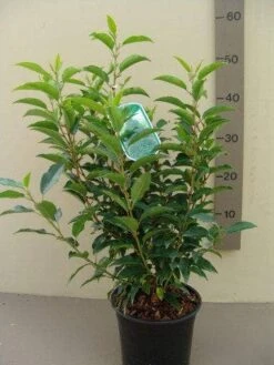 Portugese Laurier (Prunus Lusitanica 'Angustifolia') -Tuinplanten Winkel prunus lusitanica angustifolia c3