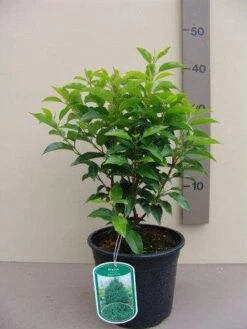 Portugese Laurier (Prunus Lusitanica 'Angustifolia') -Tuinplanten Winkel prunus lusitanica angustifolia c3 1