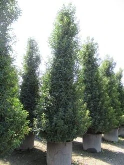 Portugese Laurier, Piramide (Prunus Lusitanica ) -Tuinplanten Winkel prunus lusitanica piramide