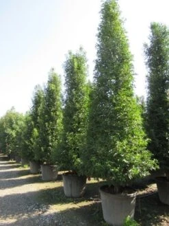 Portugese Laurier, Piramide (Prunus Lusitanica ) -Tuinplanten Winkel prunus lusitanica piramide 2