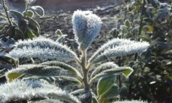 Laurier (Prunus Laurocerasus 'Novita') 12 Laurier (Prunus Laurocerasus 'Novita') -Tuinplanten Winkel prunus met ijskristallen