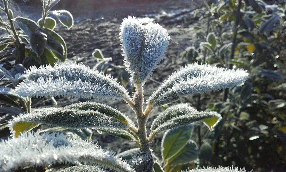 Laurier (Prunus Laurocerasus 'Novita') 5 Laurier (Prunus Laurocerasus 'Novita') - Afbeelding 3