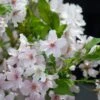 Japanse Sierkers (Prunus Nipponica 'Brillant') -Tuinplanten Winkel prunus nipponica brillant 1