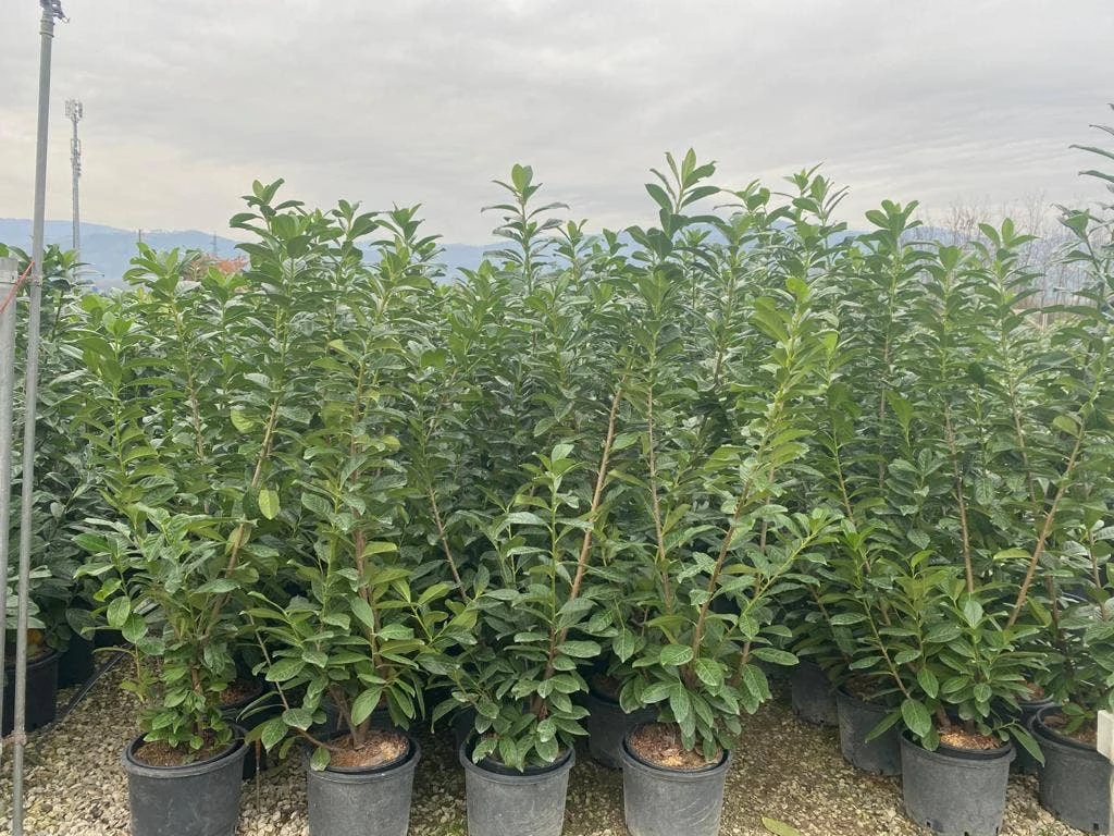 Laurier (Prunus Laurocerasus 'Novita') 7 Laurier (Prunus Laurocerasus 'Novita') - Afbeelding 5